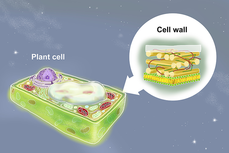 Image of a plant cell and magnification of cell walls